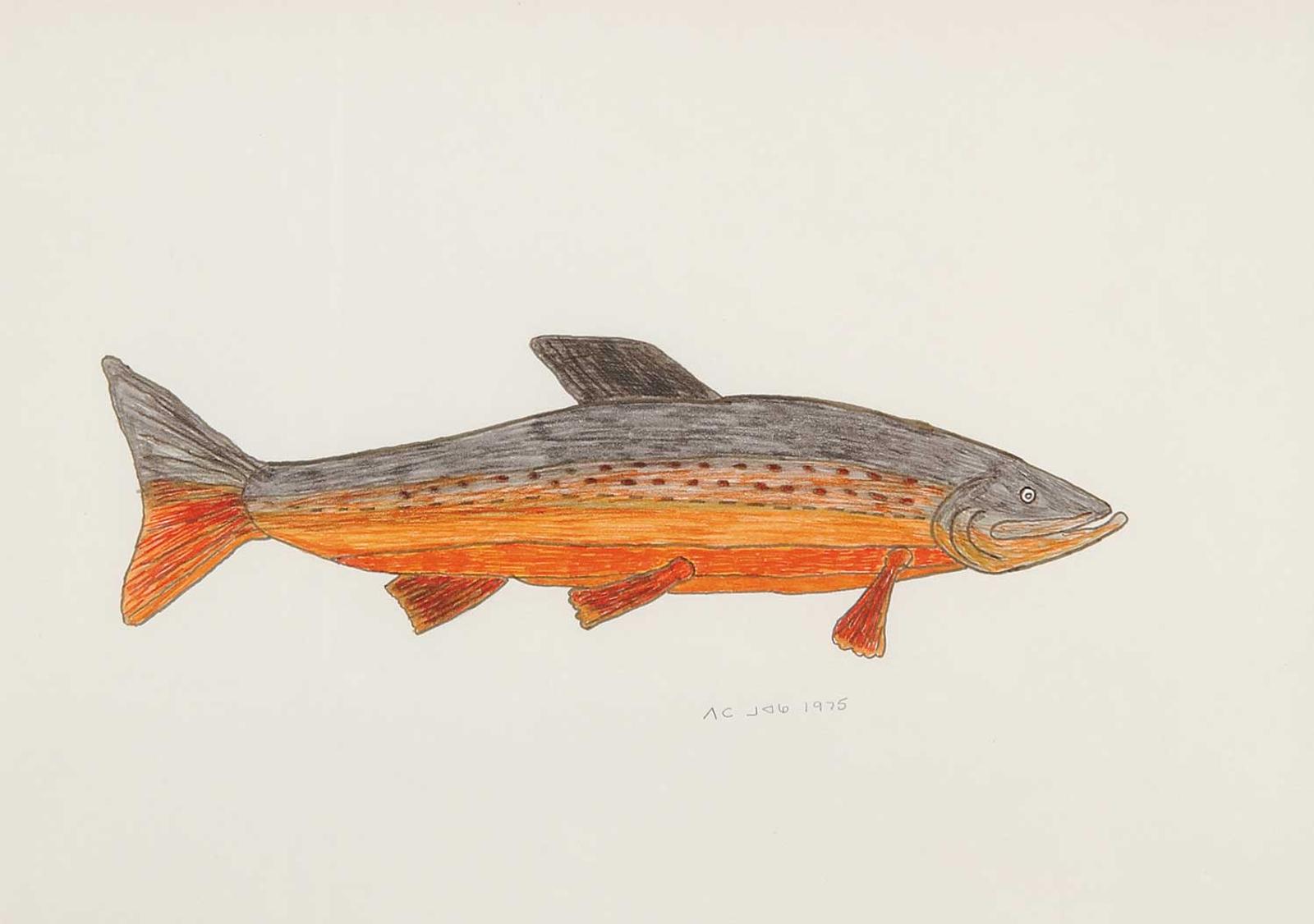Morgan - Arctic Char During Spawning Season