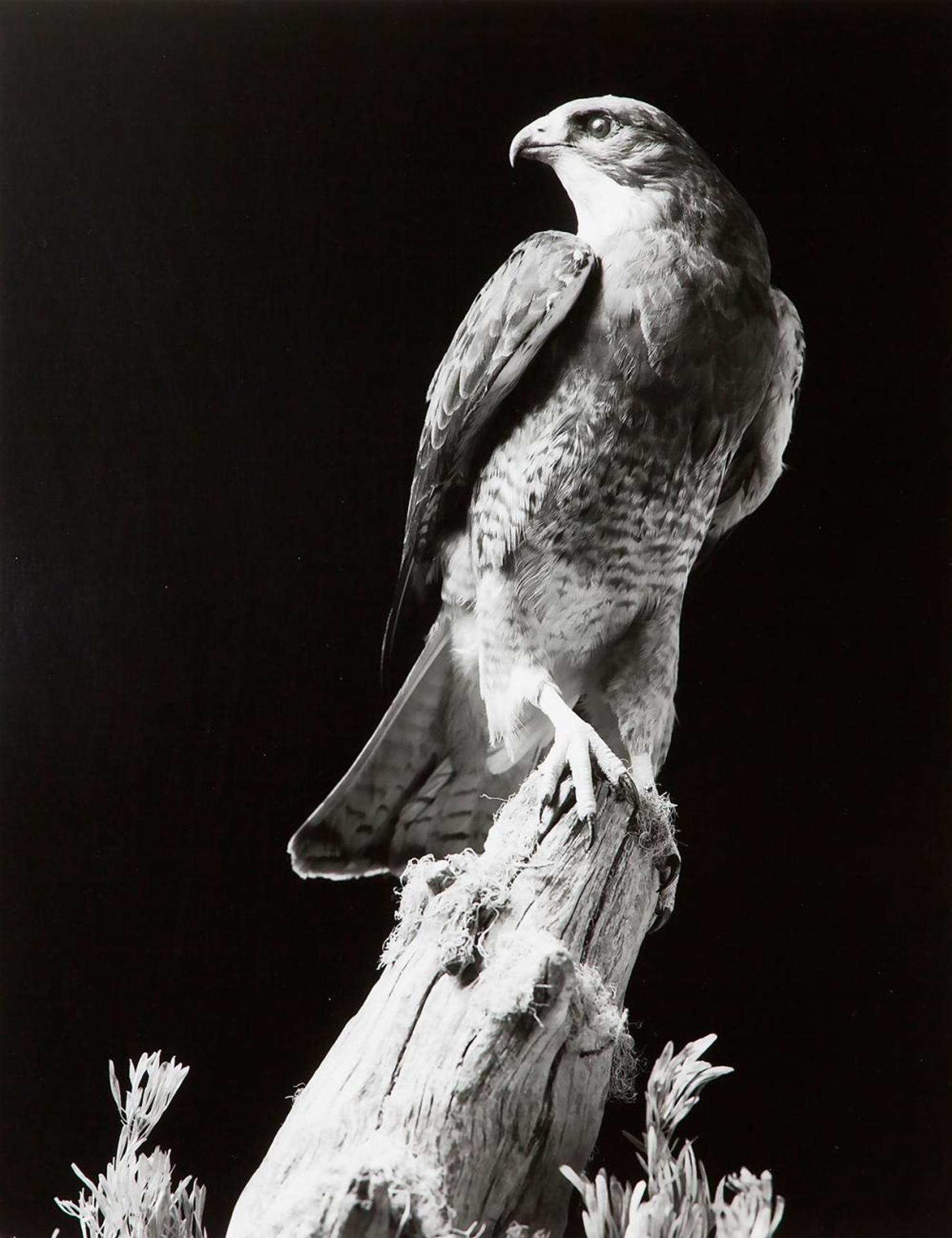 Pierre Charrier (1955) - Untitled - Hawk ST 613E