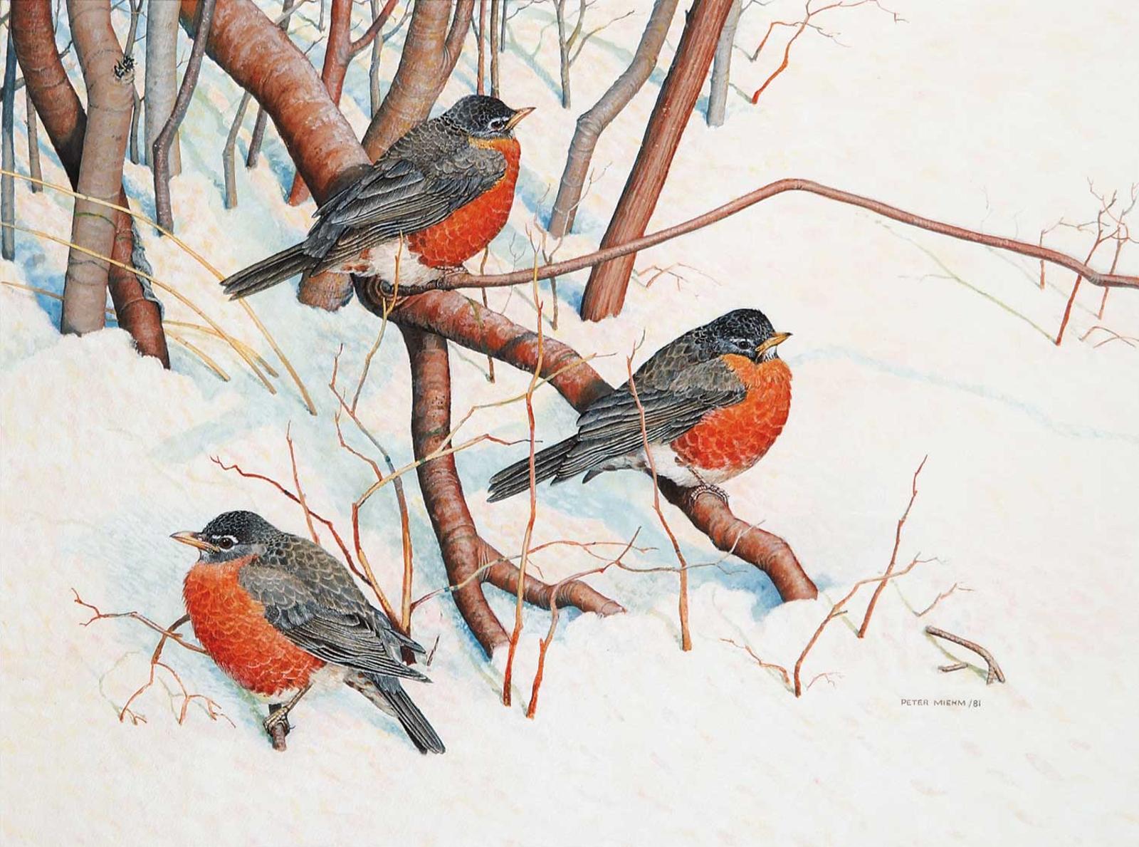 Peter Miehm - American Robins