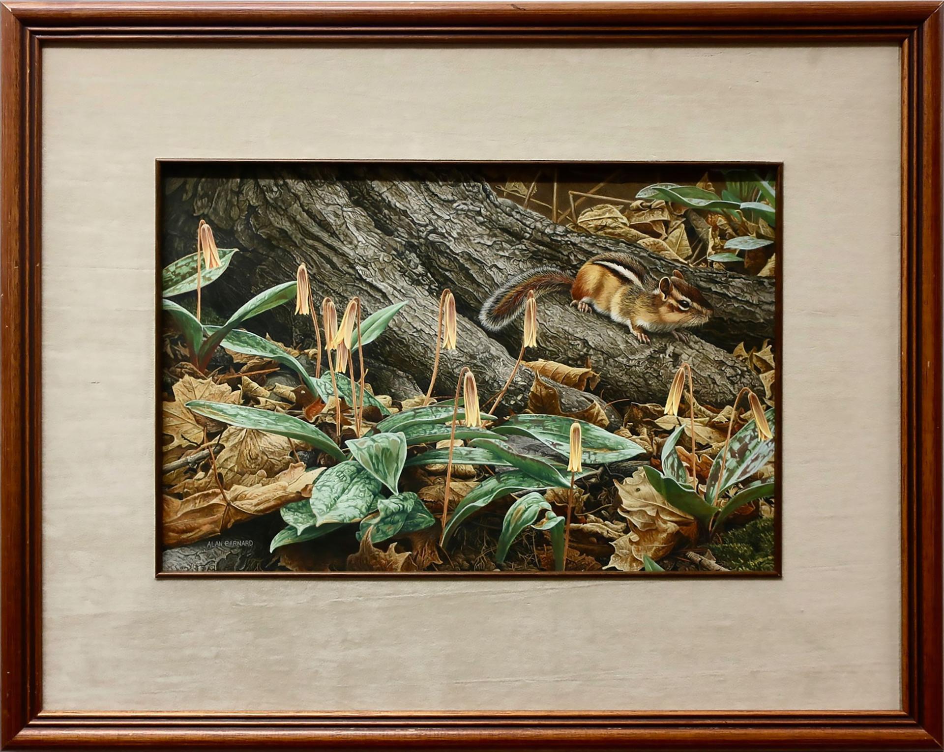 Alan Barnard (1962) - Untitled (Chipmunk)