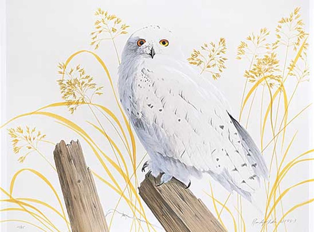 Randy Fehr (1948) - Snowy Owl #10/85