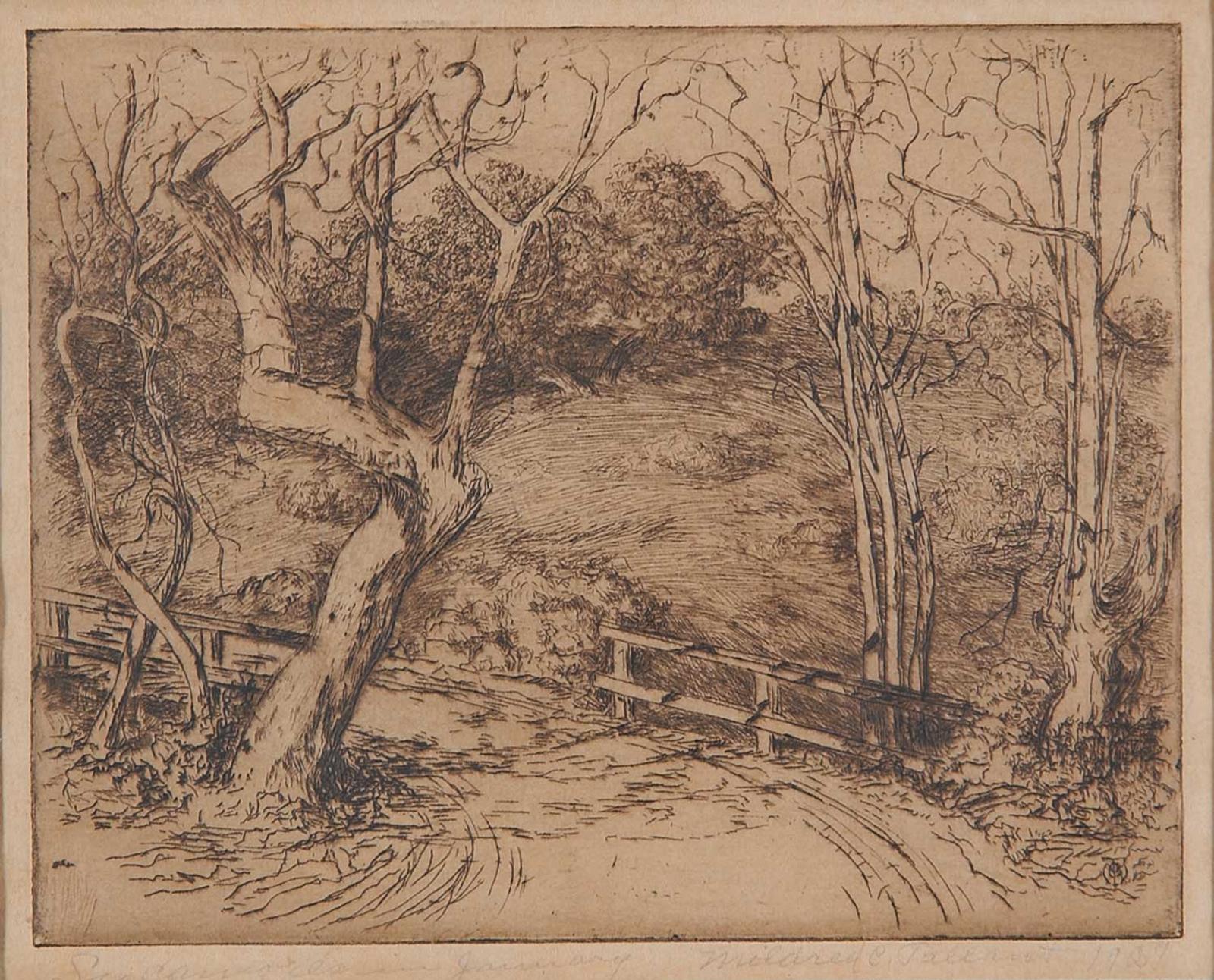 Mildred C. Tallant - Sycamores in January