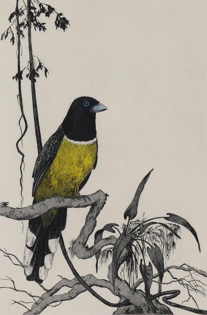 Garry Newton (1939-2008) - Black-Headed Trogan; 1992