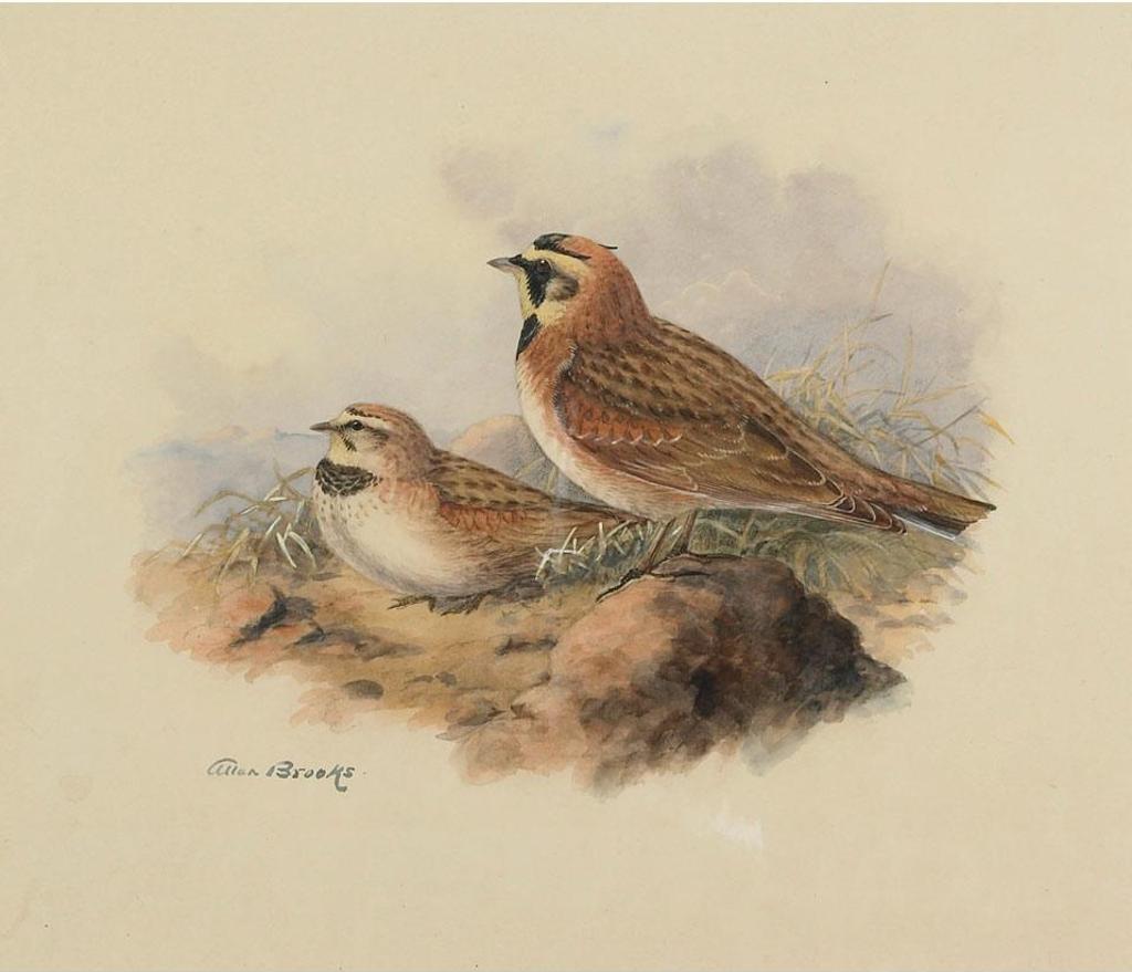 Allan Brooks (1869-1946) - Ruddy Horned Lark