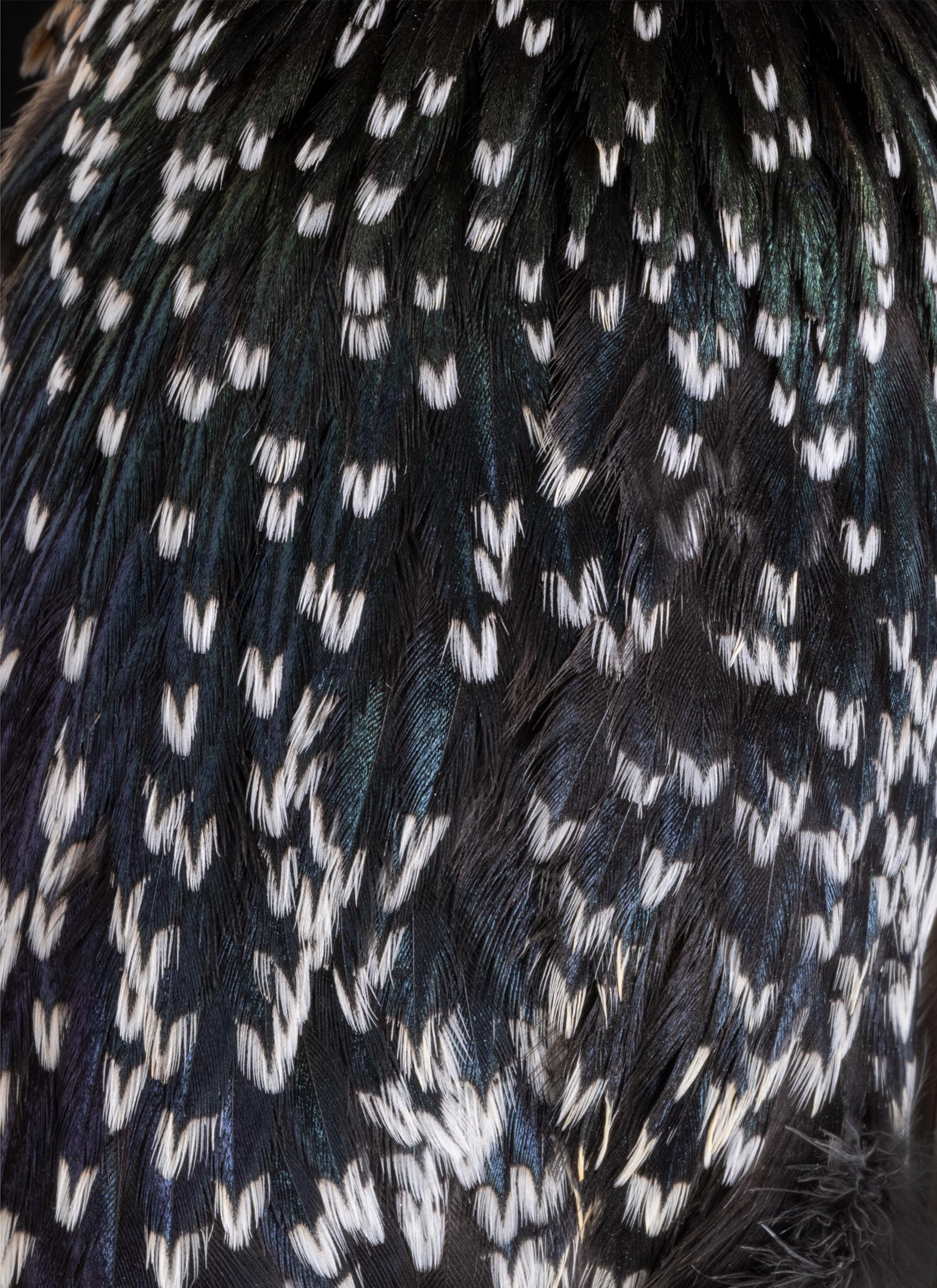 Thaddeus Holownia (1949) - Starling, 2022, From The 