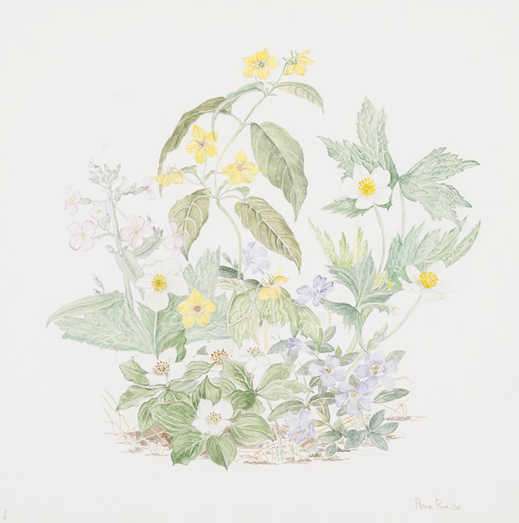 Anne E. Rich - Wildflowers - Wilket Creek