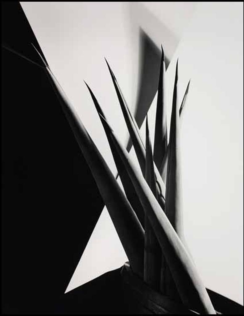 Imogen Cunningham (1883-1976) - Agave Design 1