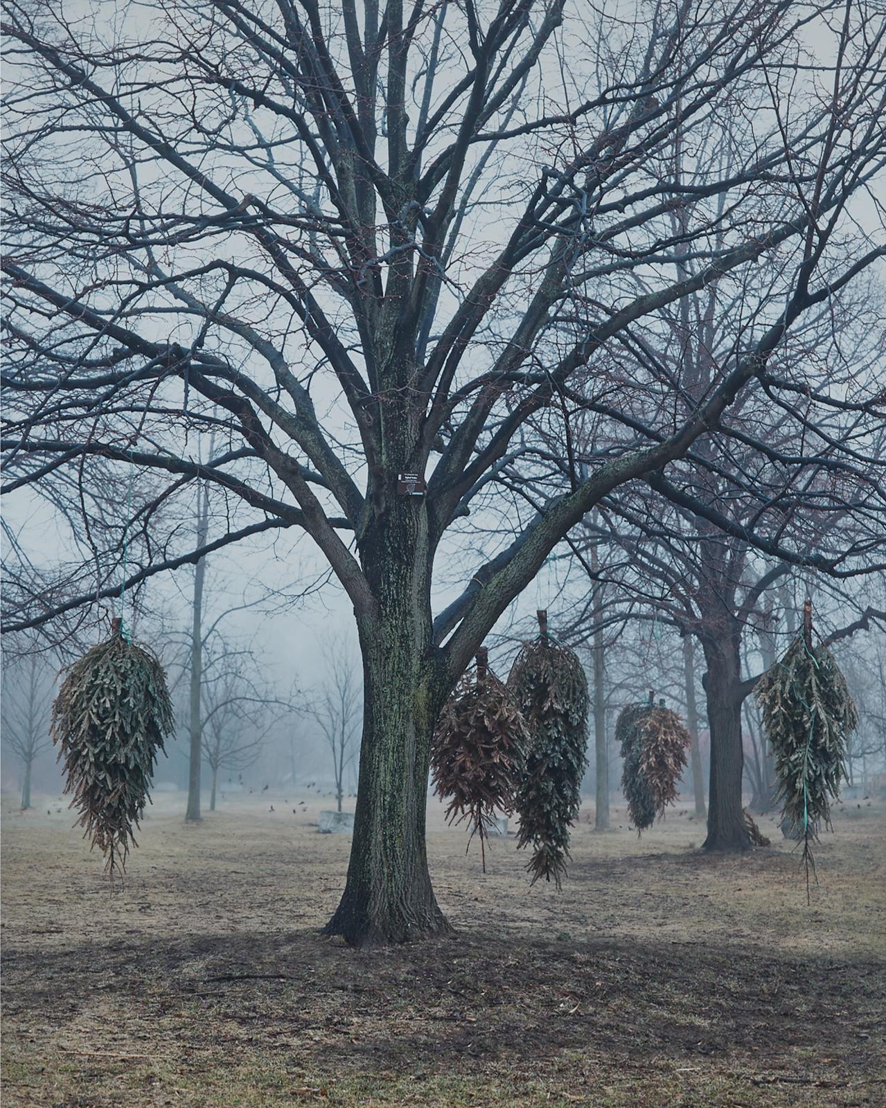 April Hickox (1955) - Invasive Species No.15, 2014