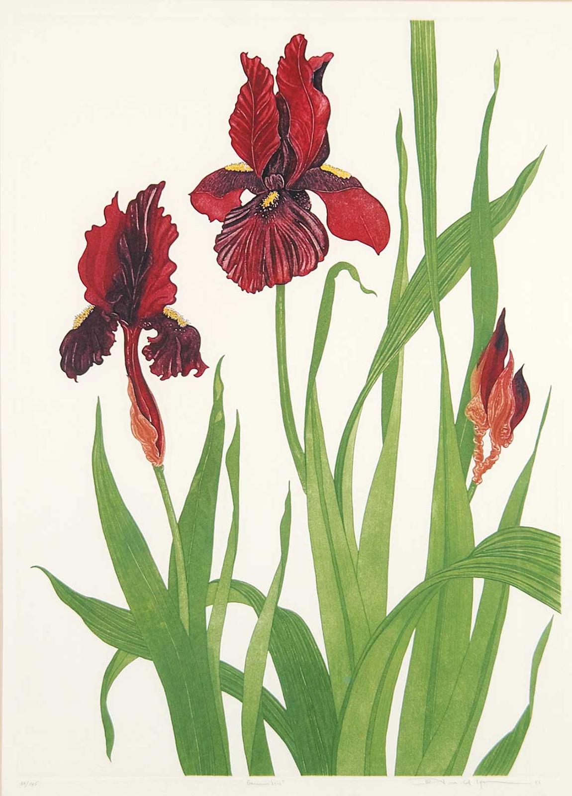 Arnold Iger - German Iris #68/185