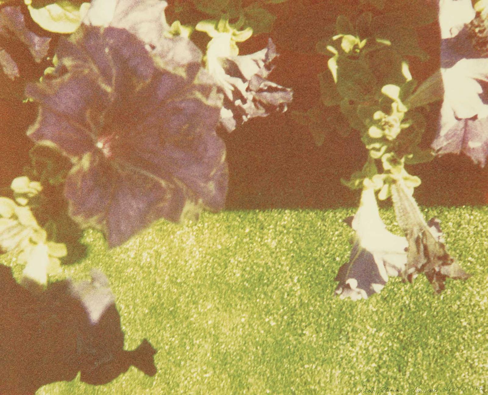 Barbara Spohr - Dad's Petunias