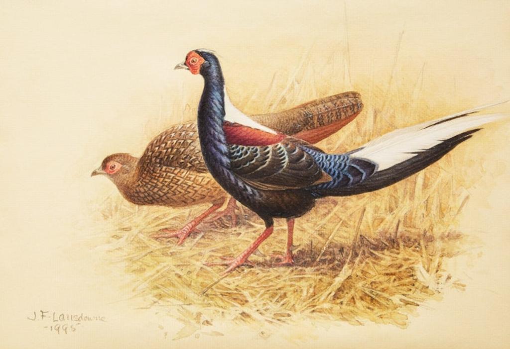 James Fenwick Lansdowne (1937-2008) - Swinhoe’s Pheasant