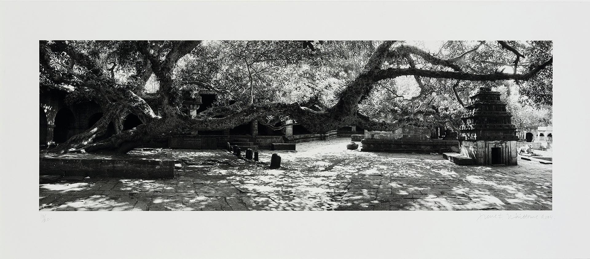 Irene F. Whittome (1942) - The Blessed Tree, 2004