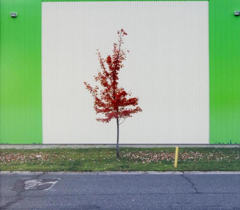 Chris Shepherd - Untitled - Tree