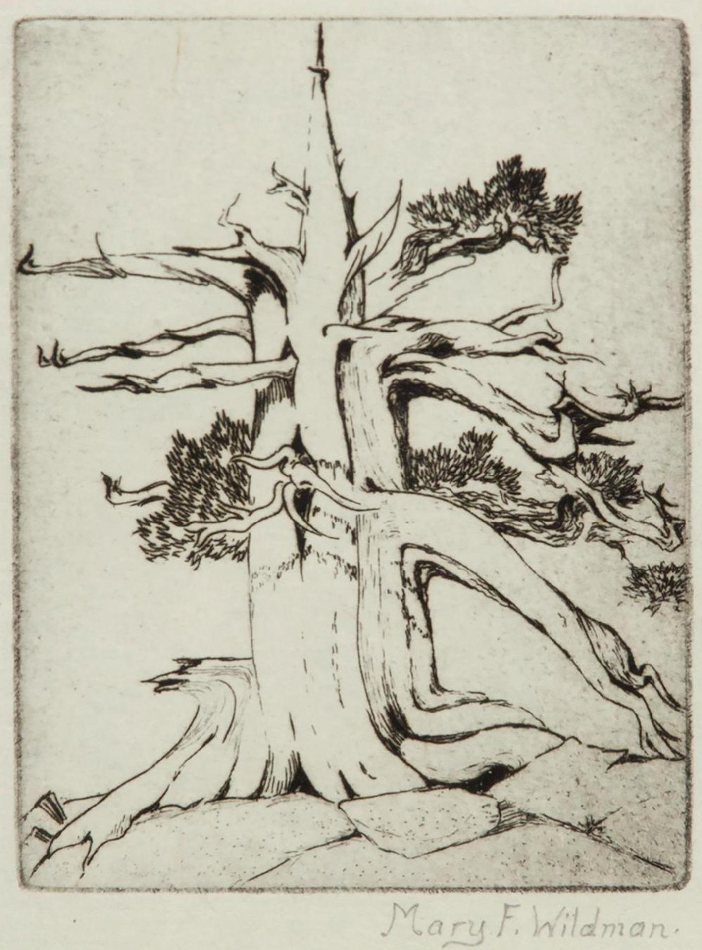 Mary F. Wildman (1899-1967) - Untitled - Stump