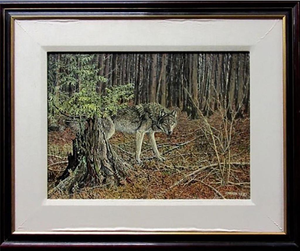 Paul Rankin (1967) - Lurking In The Cedars