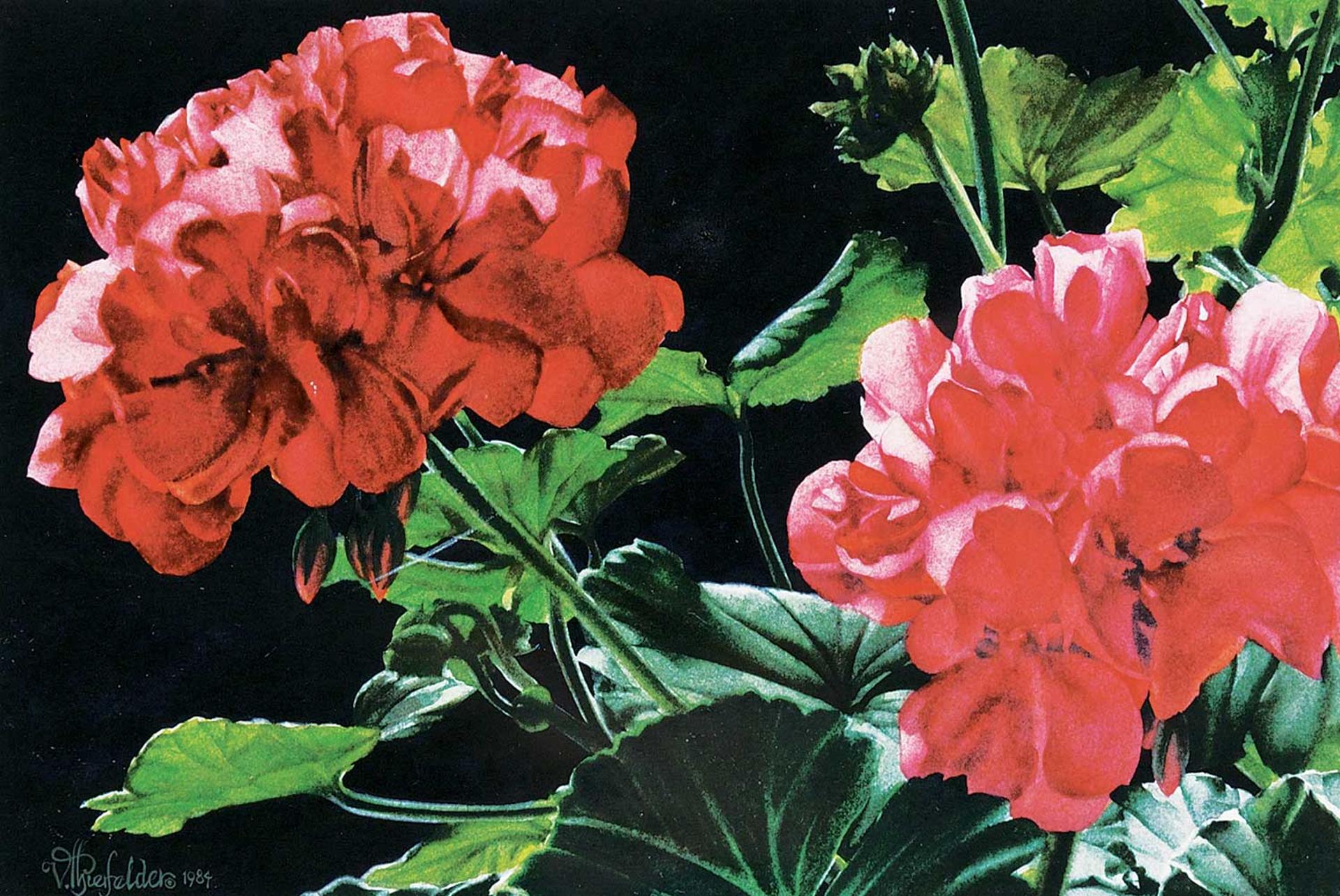 Vivian Thierfelder (1949) - Untitled - Geraniums