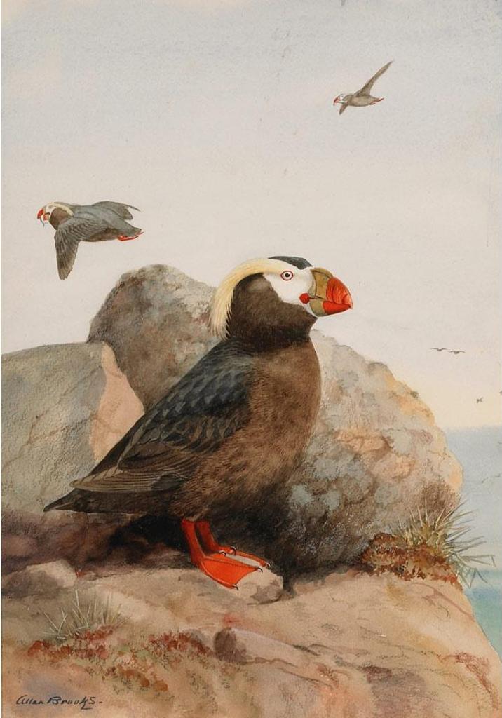 Allan Brooks (1869-1946) - Tufted Puffin