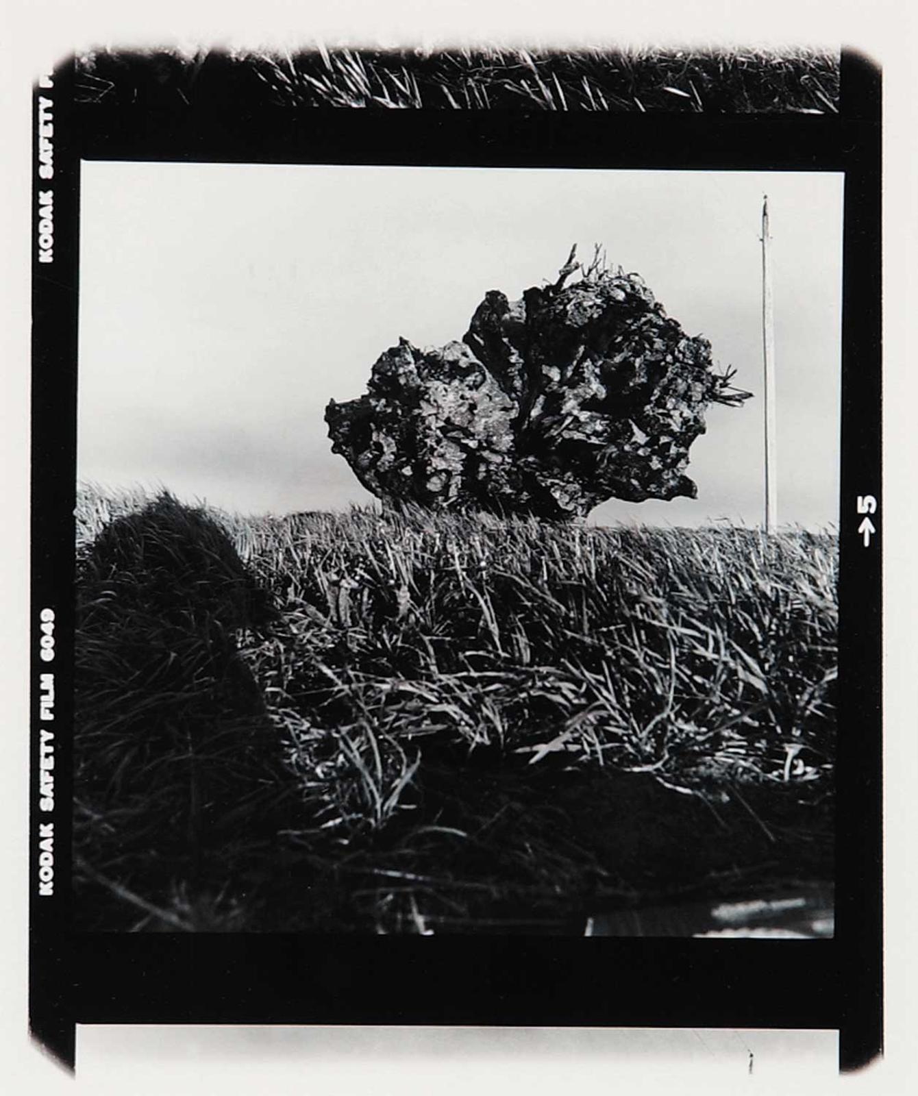 Arthur Nishimura - Roots Up-Rooted