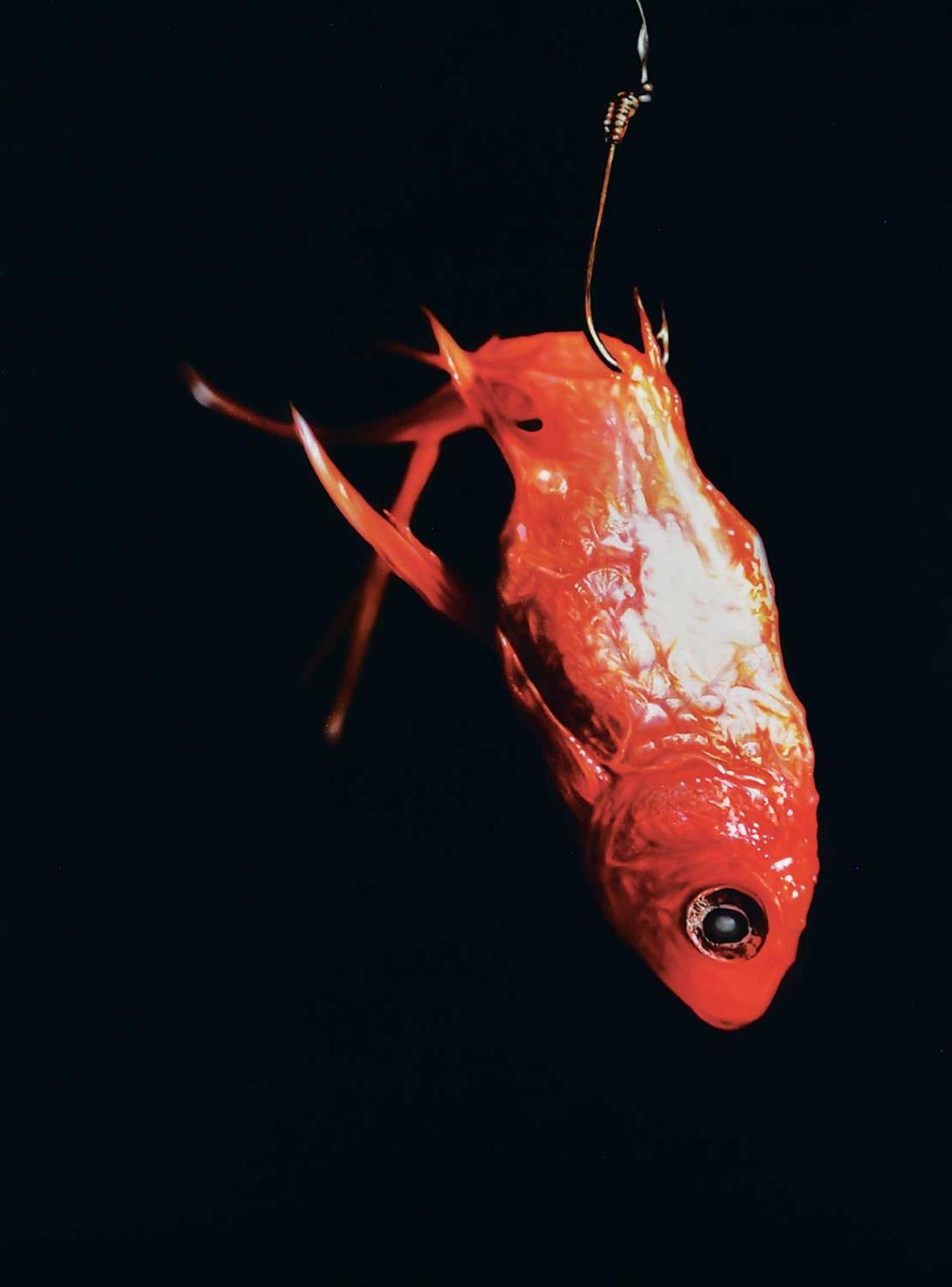 Jason Bartziokas - Untitled - Fish #1