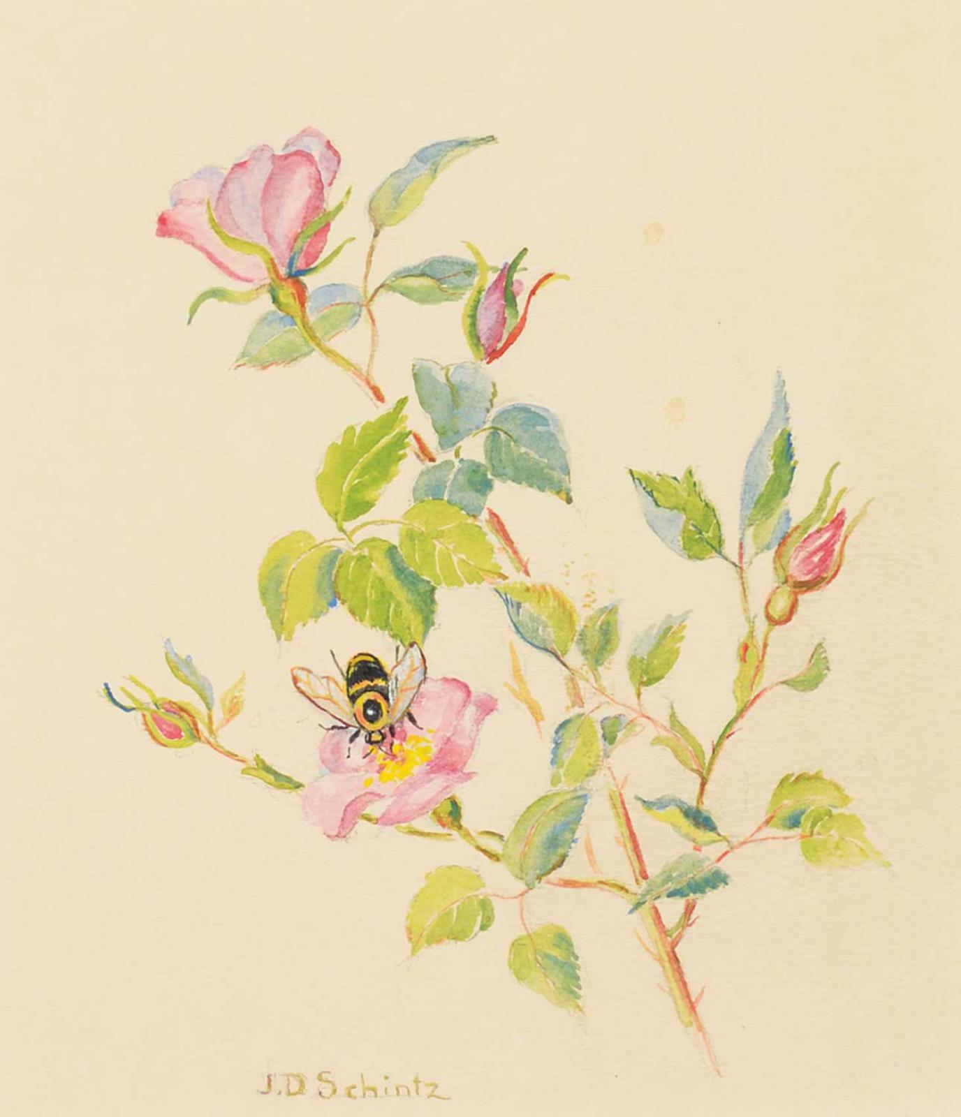 Janet D. Schintz - Untitled - Bee on Alberta Rose