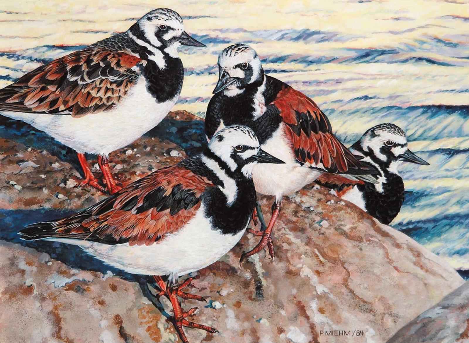 Peter Miehm - Ruddy Turnstone