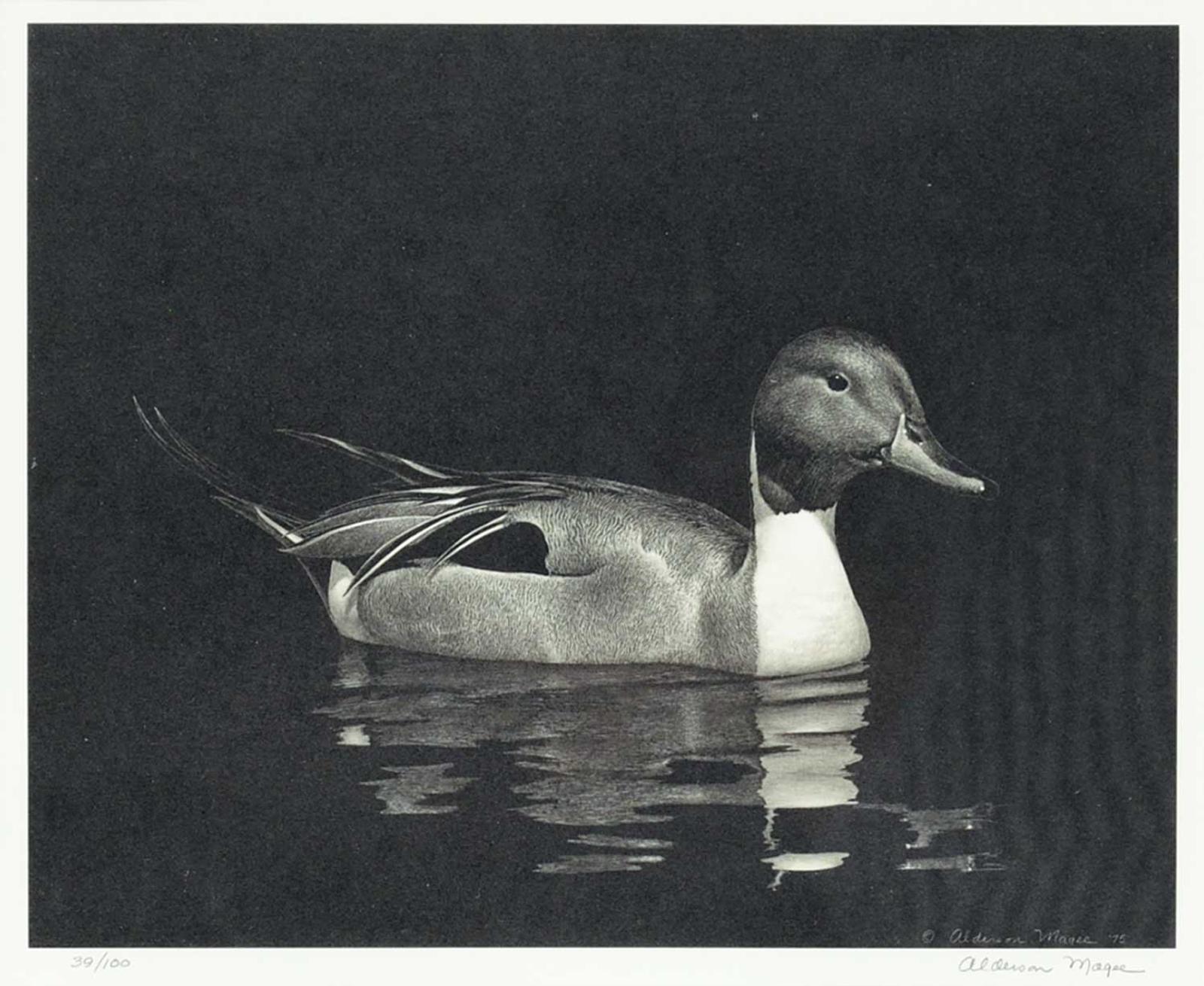 Alderson Magee - Untitled - Pintail #39/100