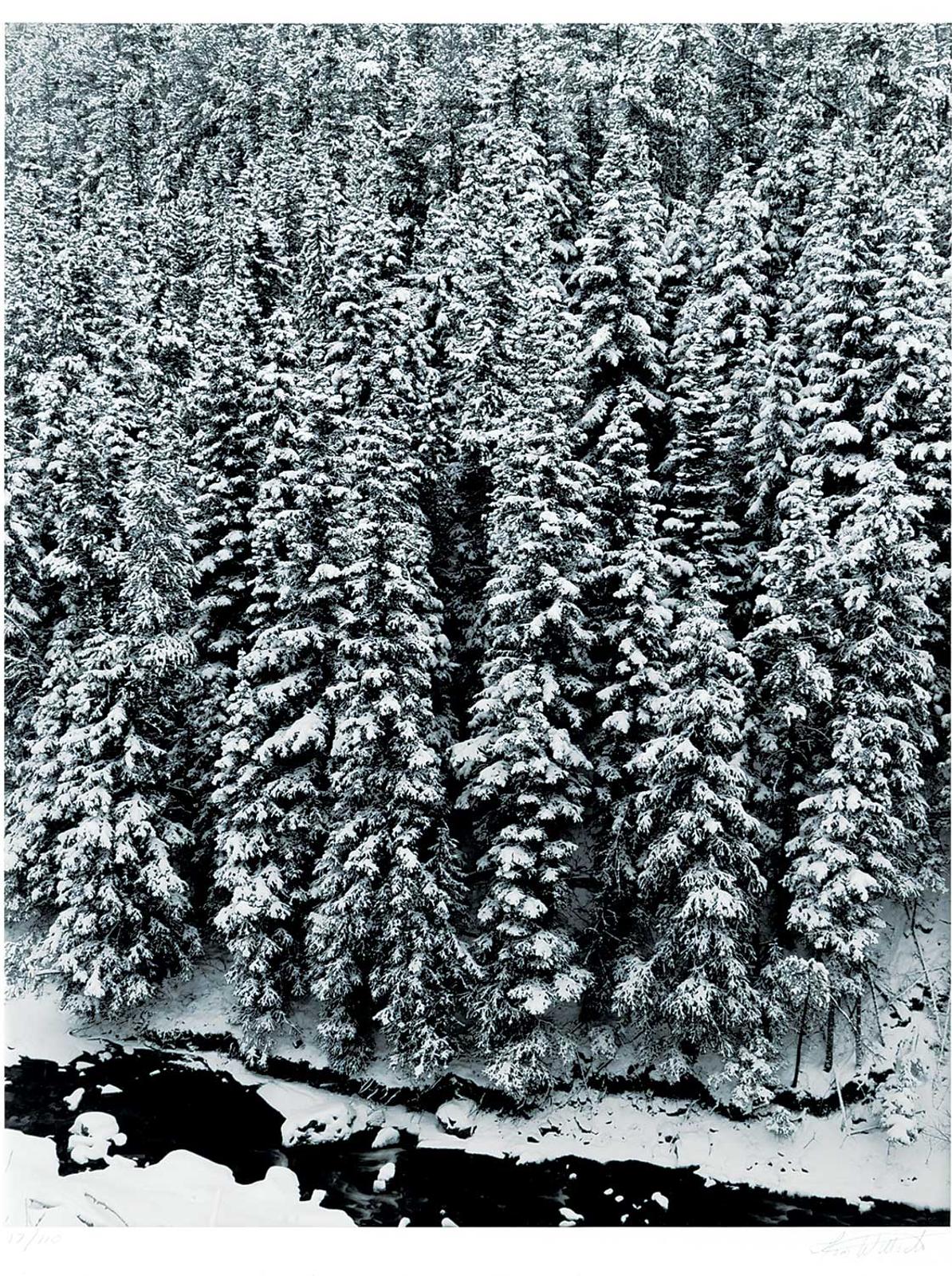 Tom Willock - Forest in Winter, Buchanan Ridge #17/110