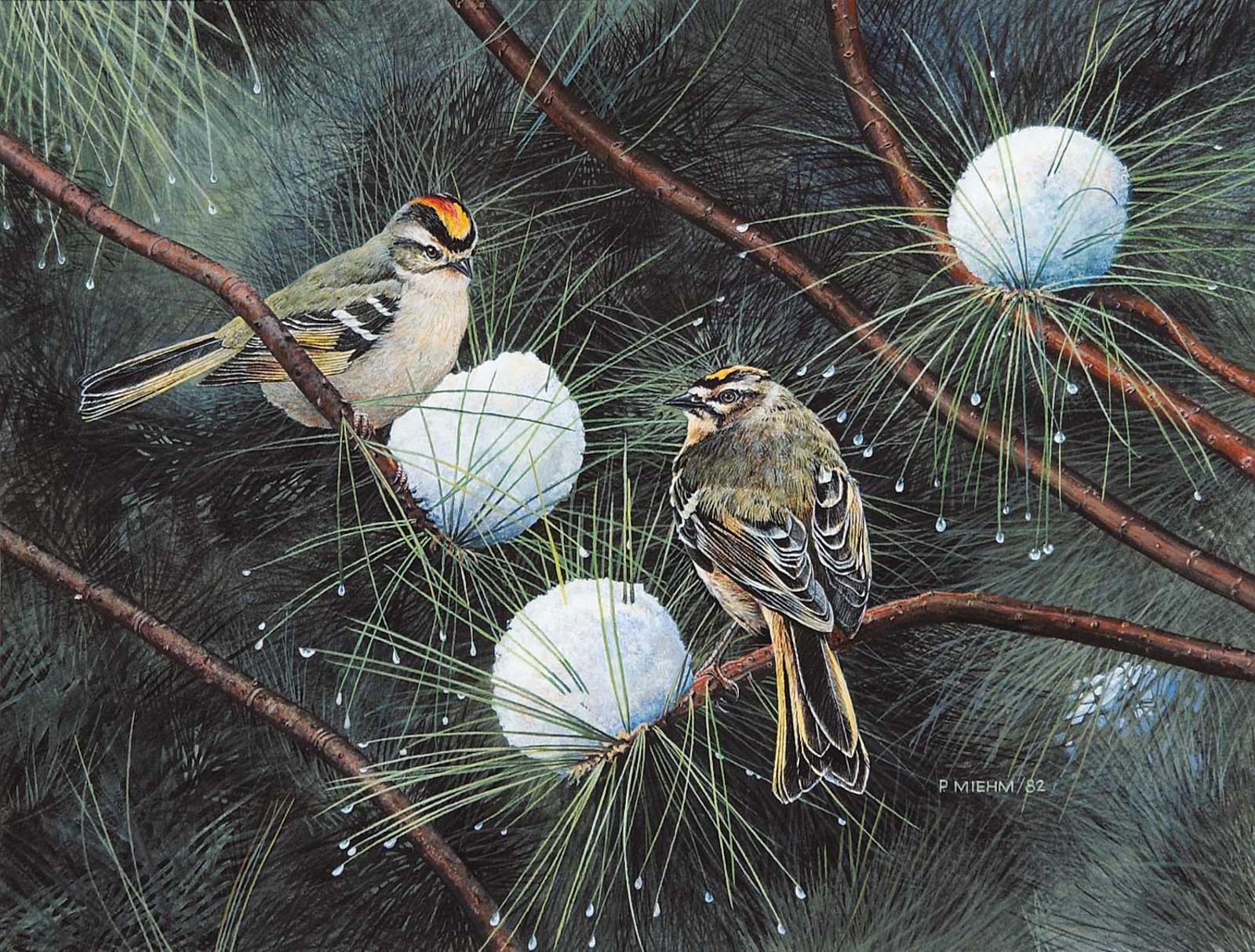 Peter Miehm - Gold Crowned Kinglet