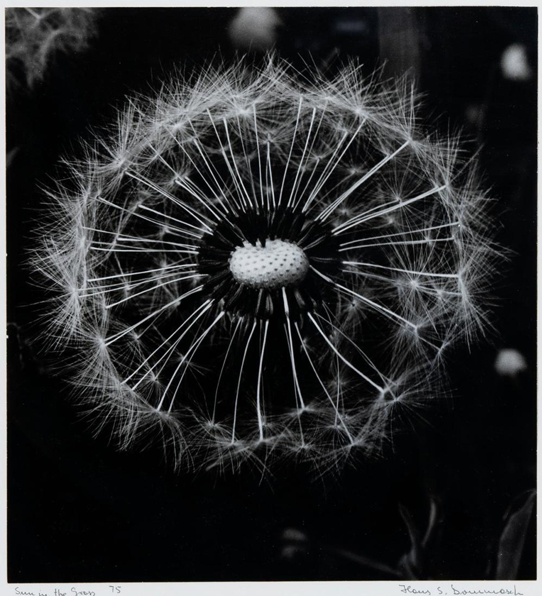 Hans Dommasch (1926) - Sun in the Grass
