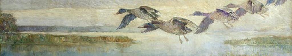 Frederick William Hutchison (1871-1953) - Mallards on Approach