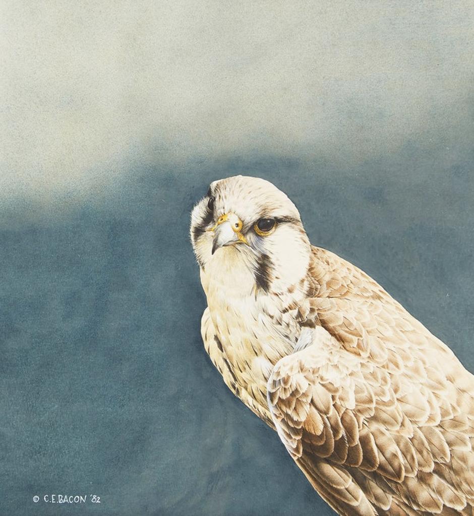 Chris E. Bacon (1960) - Prairie Falcon