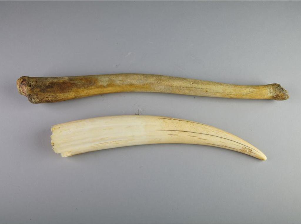 Annie Niviaxie (1930-1989) - Tusk; Usik