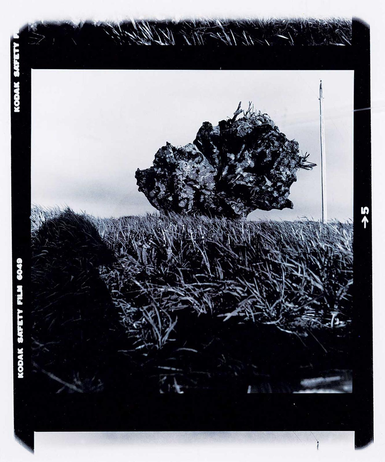 Arthur Nishimura - To My Father, 17 Years in Memoriam, Roots Up - Rooted