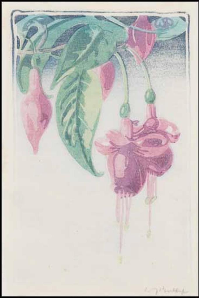 Walter Joseph (W.J.) Phillips (1884-1963) - Fuschia