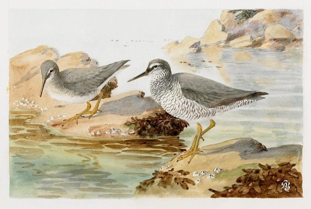 Allan Brooks (1869-1946) - Wandering Tattler