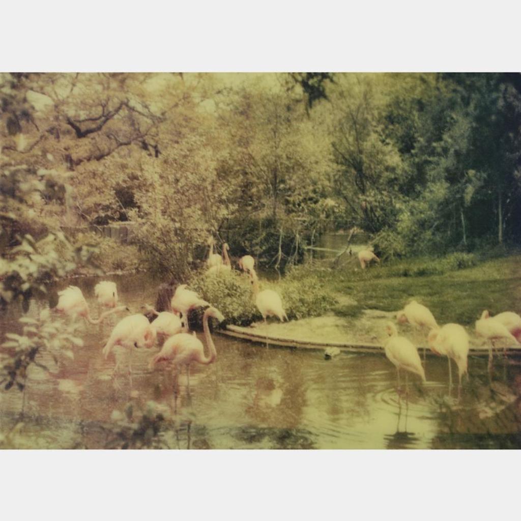 Joshua Jensen-Nagle (1981) - Flamingos
