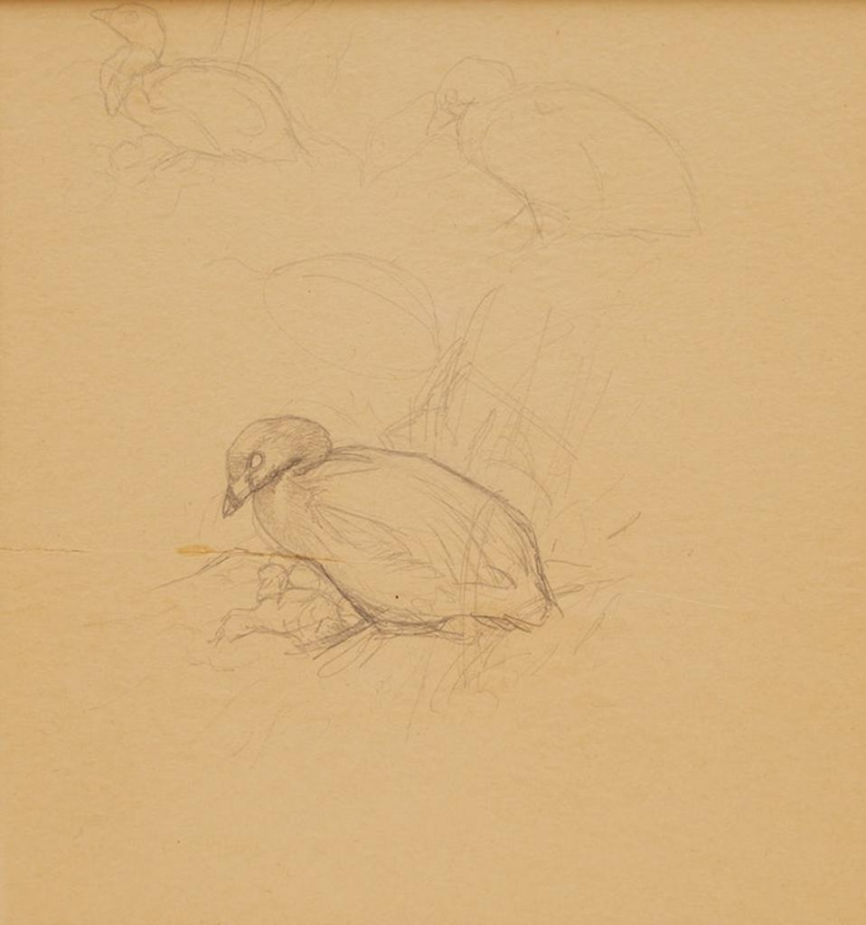 James Fenwick Lansdowne (1937-2008) - Pied-Billed Grebe (Podilymbus Podiceps)