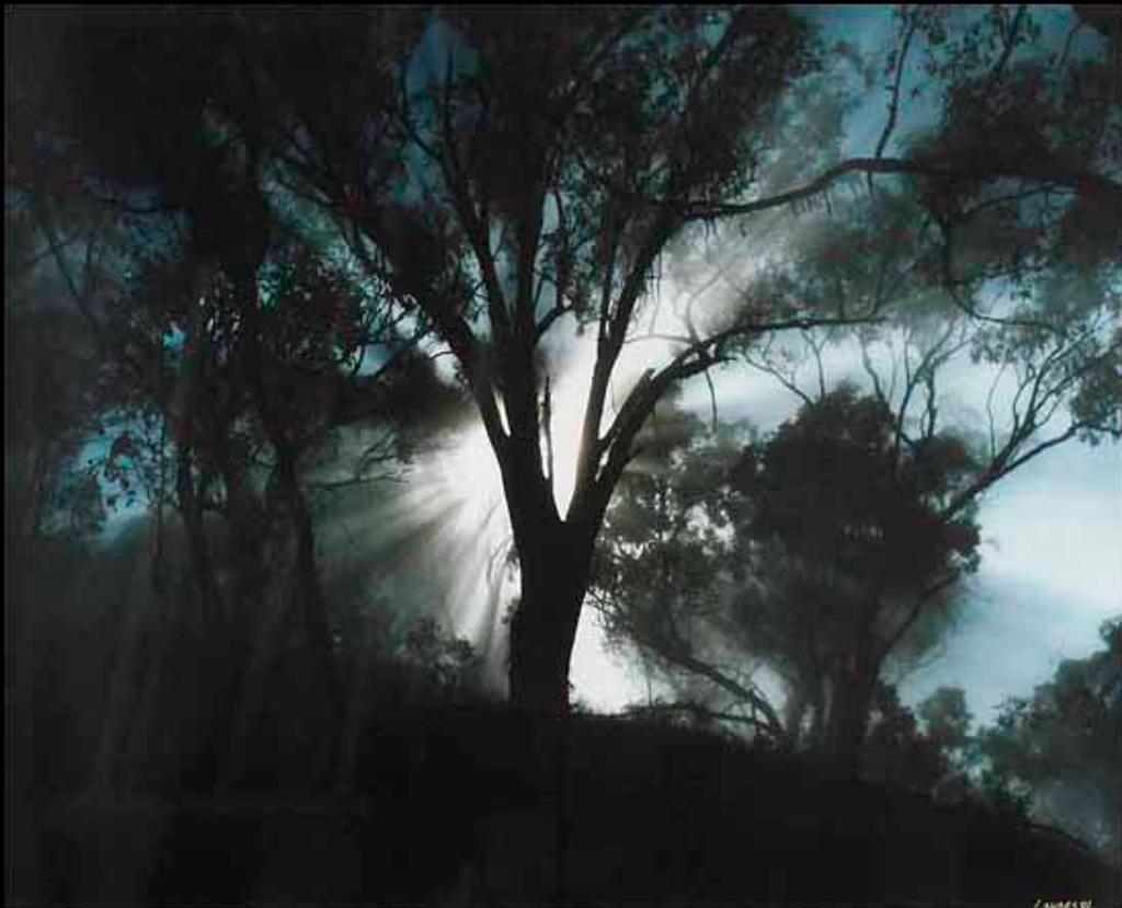 Patrick Landes - The Gum Tree (01840/2013-127)