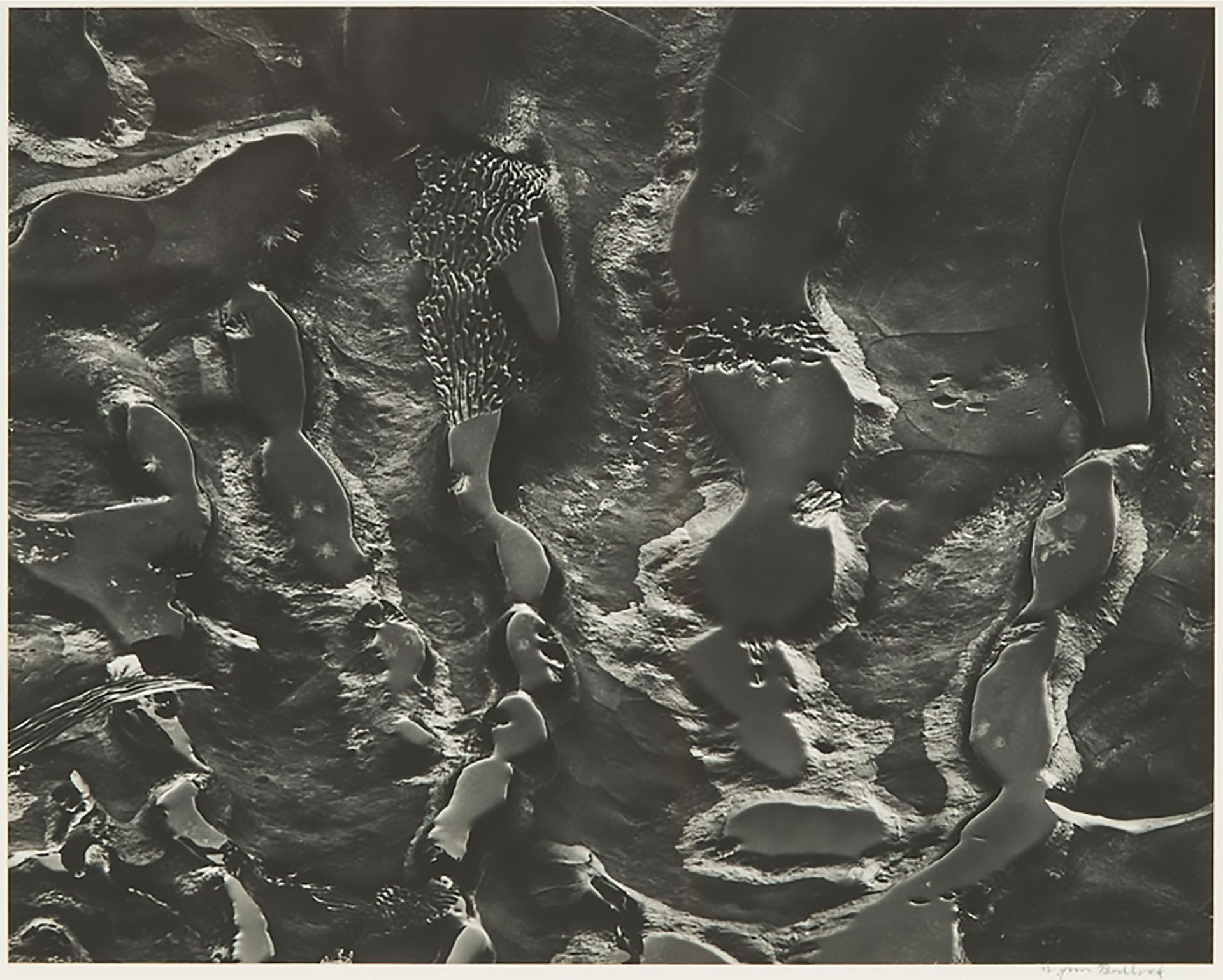 Wynn Bullock - Point Lobos, Tide Pools (From