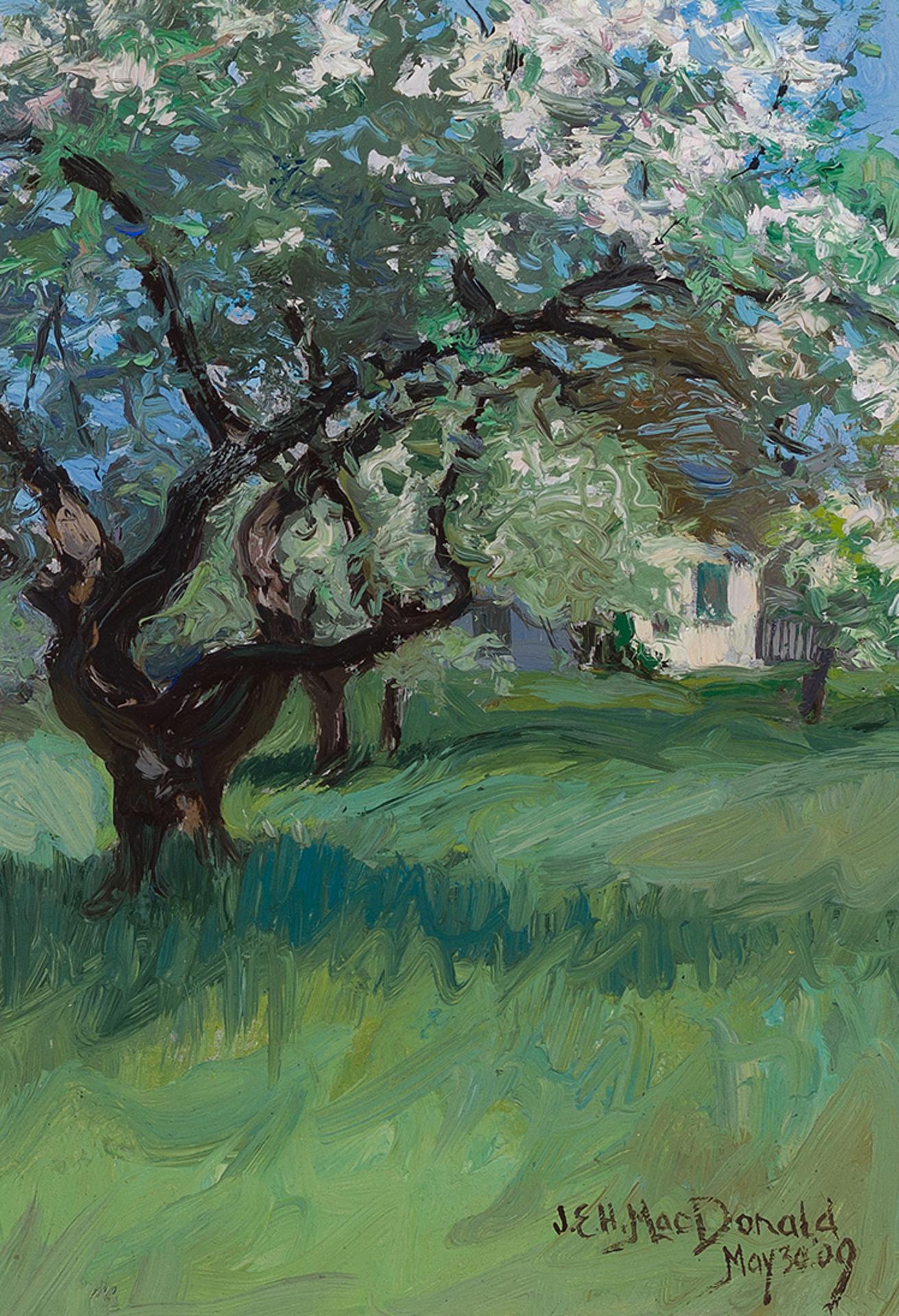 James Edward Hervey (J.E.H.) MacDonald (1873-1932) - Flowering Tree