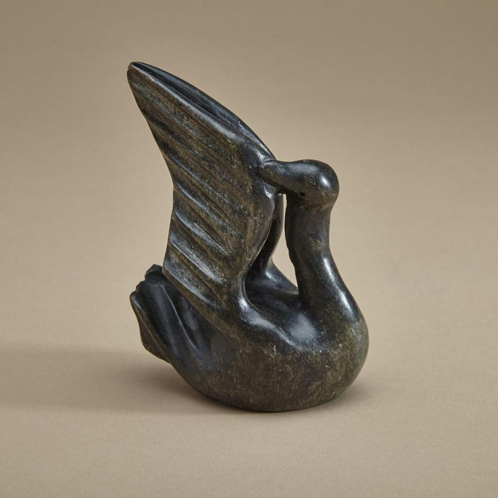 James Hala - Preening Swan