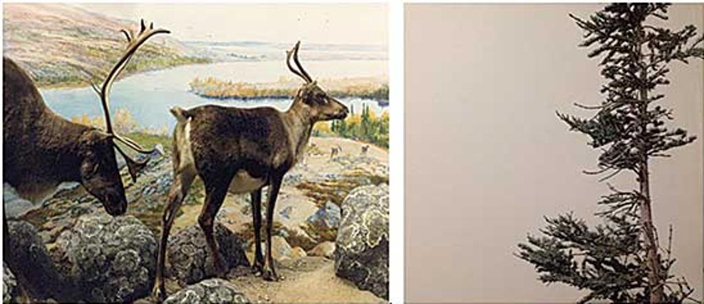 Collin Zipp - Caribou / Black Spruce [Diptych]