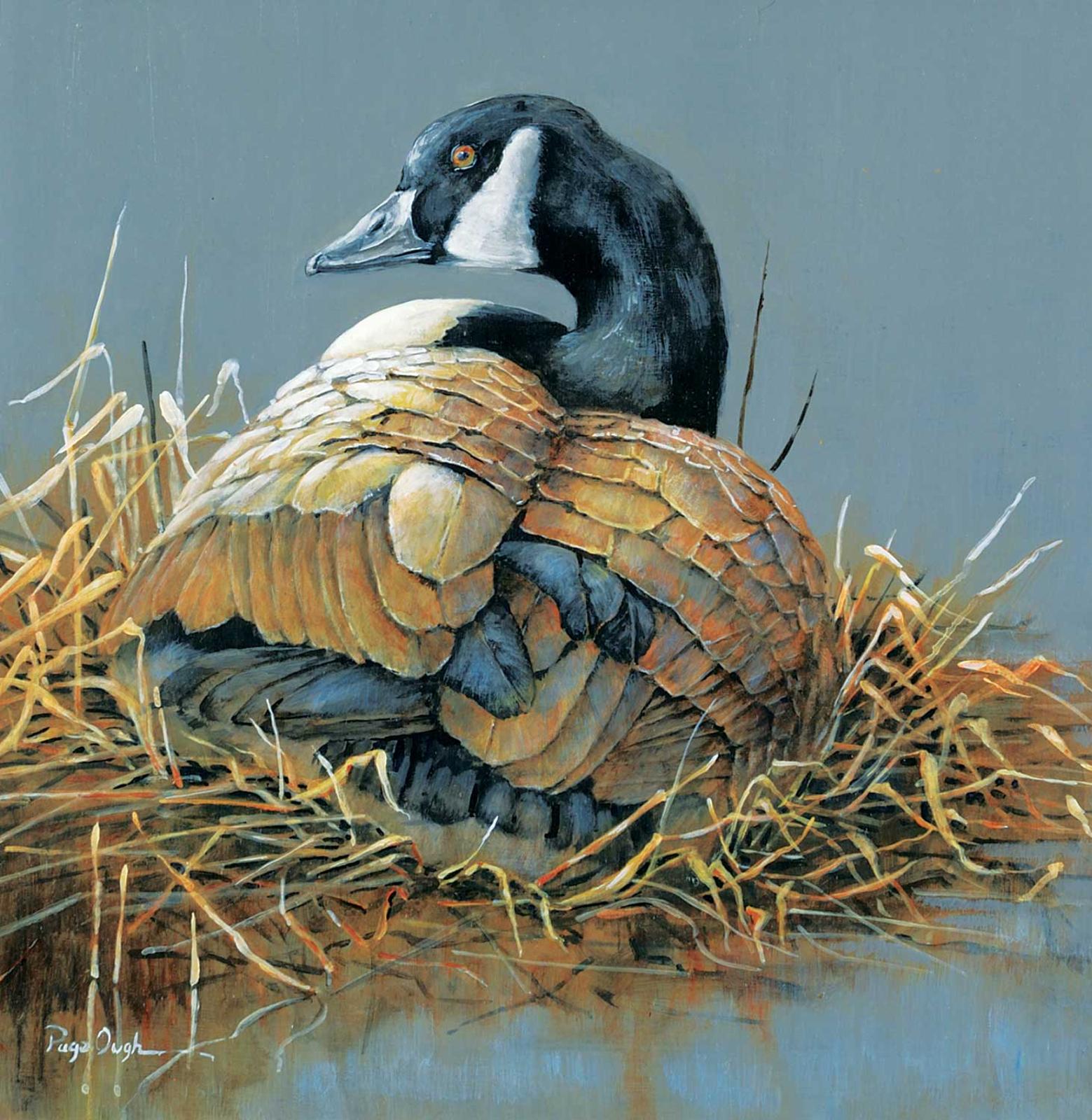Page Ough (1946) - Patience - Canada Goose