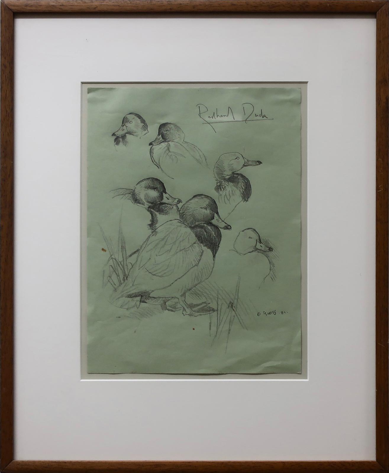 Glen Loates (1945) - Redhead Duck