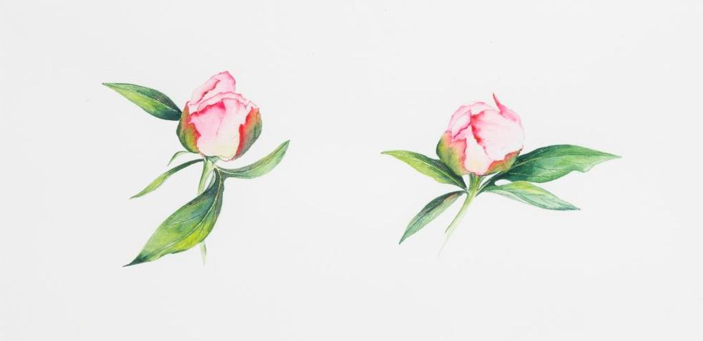 Donna Kriekle (1945) - Buds