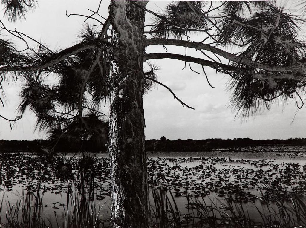Pierre Charrier (1955) - Untitled - Tree SL 004