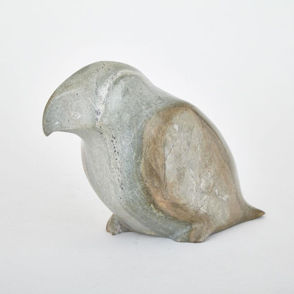 Piasi Kakee - Perched Bird