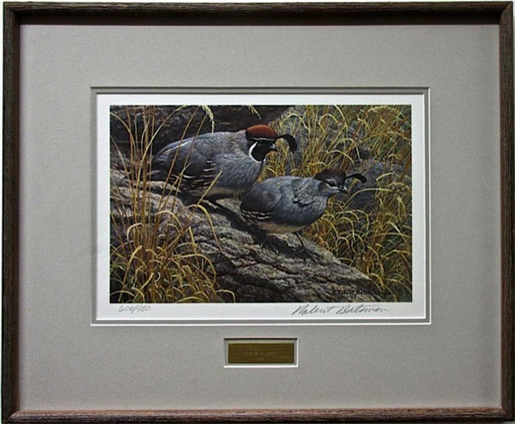 Robert Mclellan Bateman (1930-1922) - Gambel’S Quail Pair