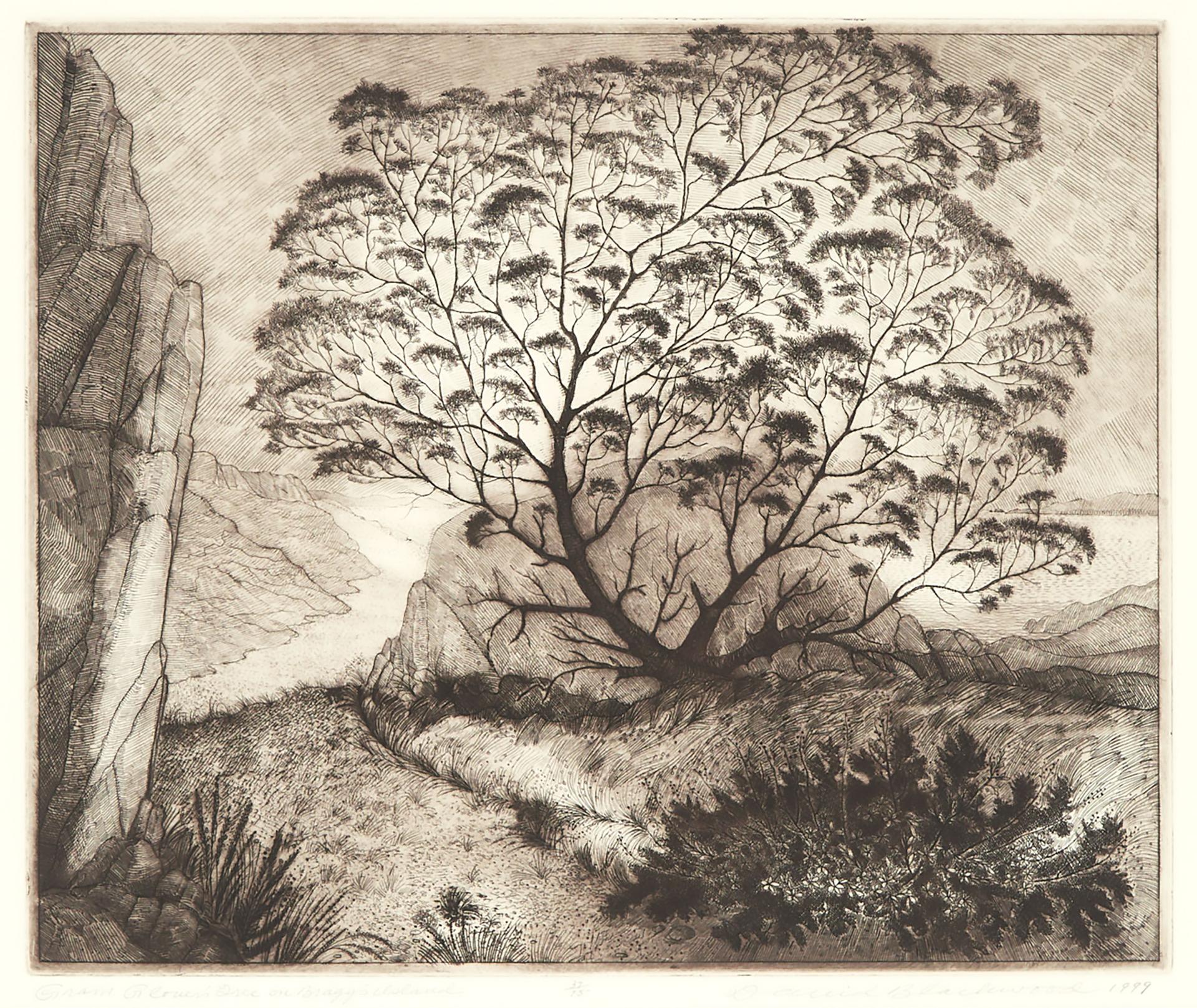 David Lloyd Blackwood (1941-2022) - Gram Glover's Tree On Bragg's Island, 1999