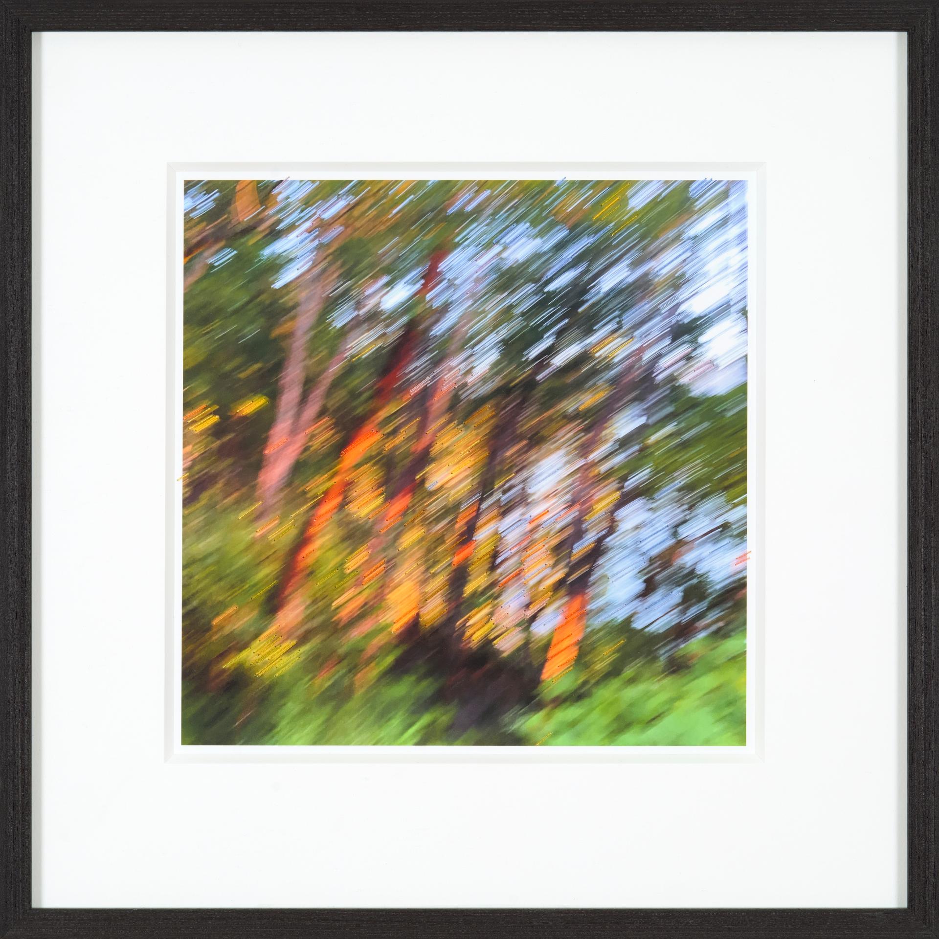 Rosemary Burd - 02 PM #5